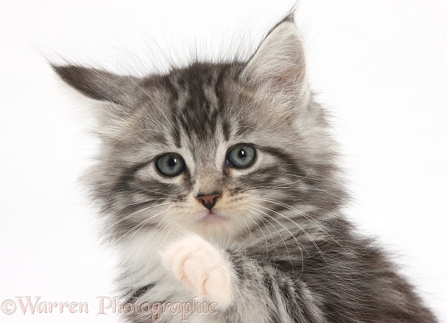 Maine Coon-cross kitten, 7 weeks old, white background