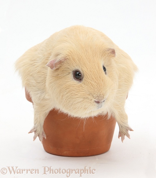 Yellow Guinea pig in a flowerpot, white background
