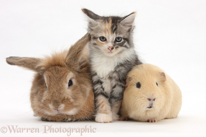 Sandy rabbit, tabby tortoiseshell Maine Coon-cross kitten, 7 weeks old, and yellow guinea pig, white background