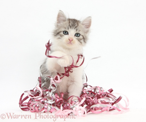 Maine Coon-cross kitten, 7 weeks old, with Christmas ribbons, white background