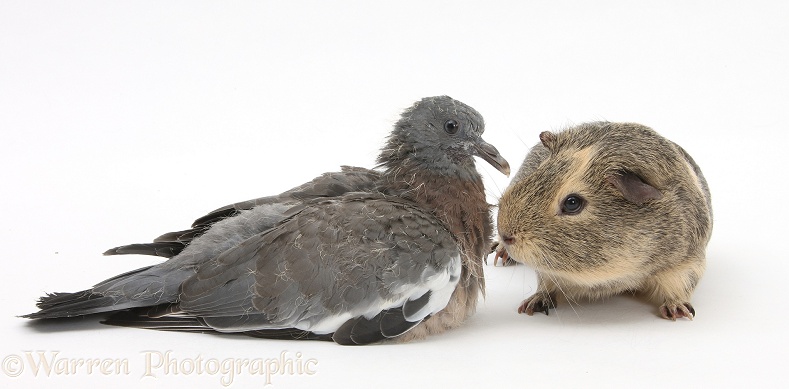 Fledgling Woodpigeon and Guinea pig, white background