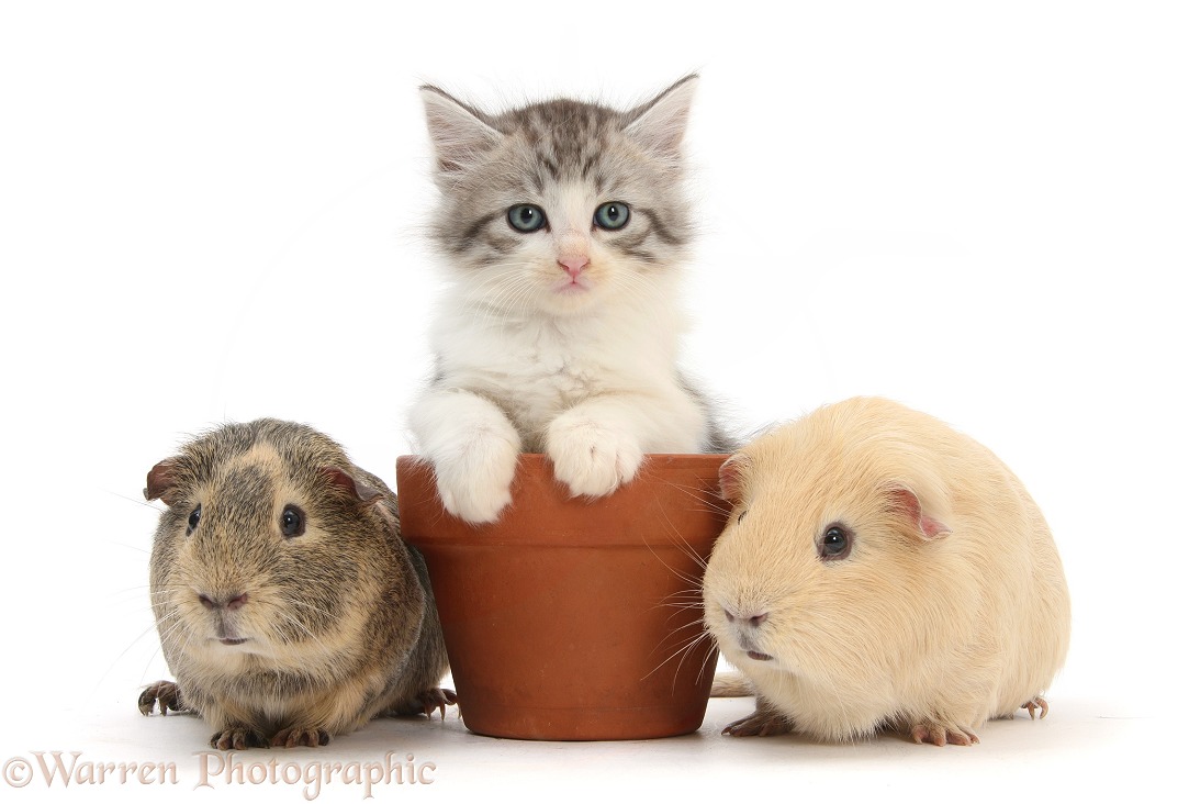 Guinea pigs and Maine Coon-cross kitten, 7 weeks old, in a flowerpot, white background
