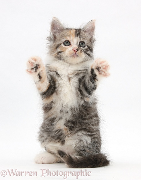 Maine Coon-cross kitten, 7 weeks old, reaching out, white background