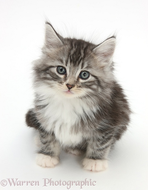Maine Coon-cross kitten, 7 weeks old, looking up, white background