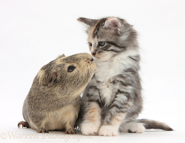 Guinea pig and Maine Coon-cross kitten, 7 weeks old, white background