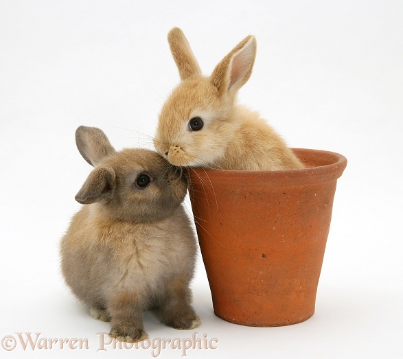 Baby rabbit in an earthenware flowerpot, white background