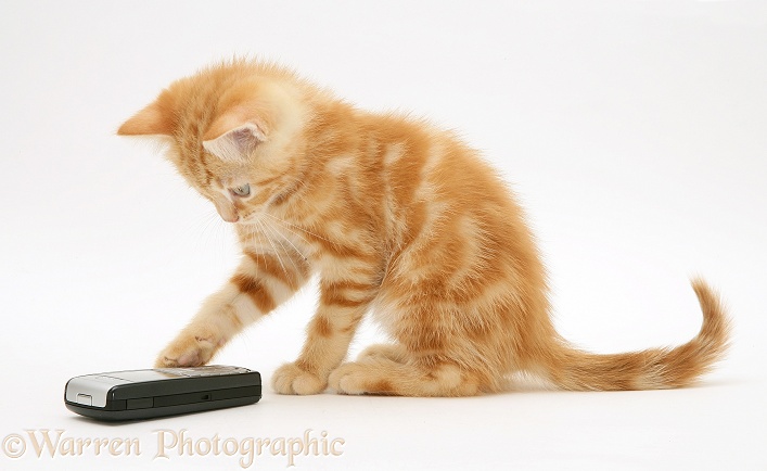 Ginger kitten Benedict with a mobile phone, white background