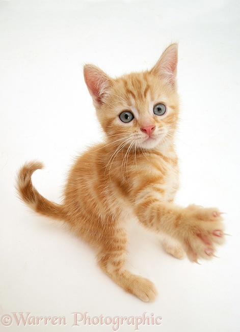 Ginger kitten Benedict with raised paw, white background