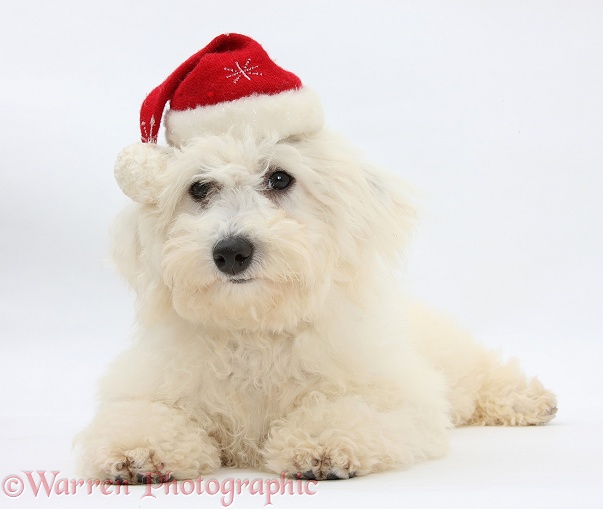 Bichon Frise dog, Louie, 4 months old, wearing a Father Christmas hat, white background