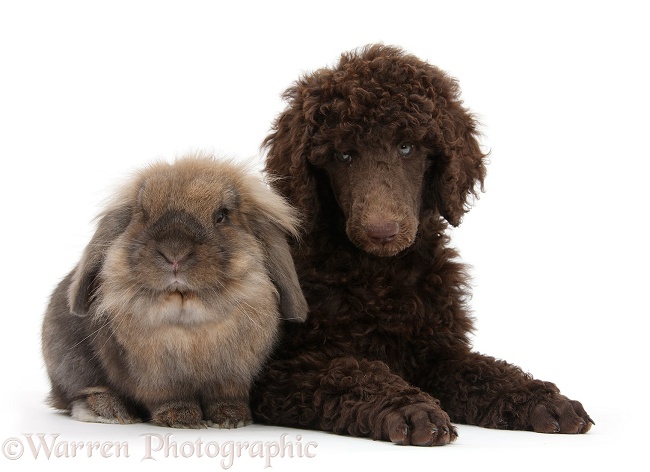 Chocolate Standard Poodle pup, Tara, 8 weeks old, with a Lionhead-cross rabbit, white background