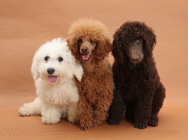Chocolate Standard Poodle pup, Tara, 8 weeks old, with adult Red Toy Poodle, Reggie, 1 years old, and Bichon Frise dog, Louie, 4 months old