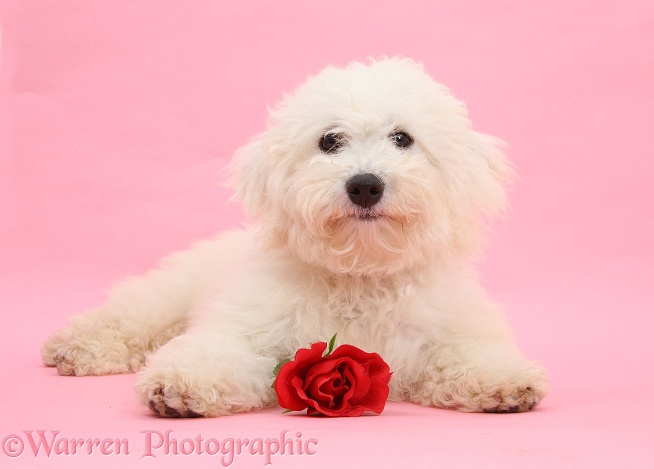 Bichon Frise dog, Louie, 4 months old, with a red rose