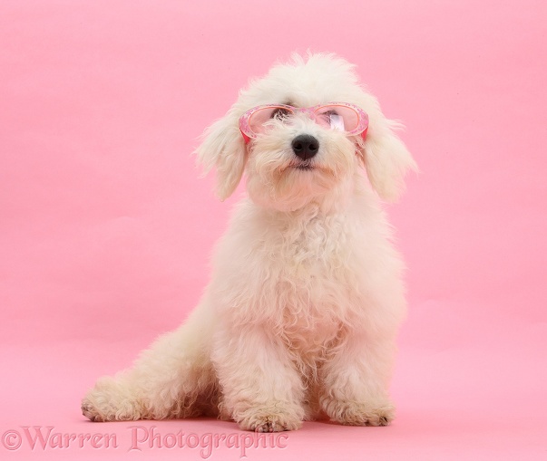 Bichon Frise dog, Louie, 4 months old, wearing pink glasses