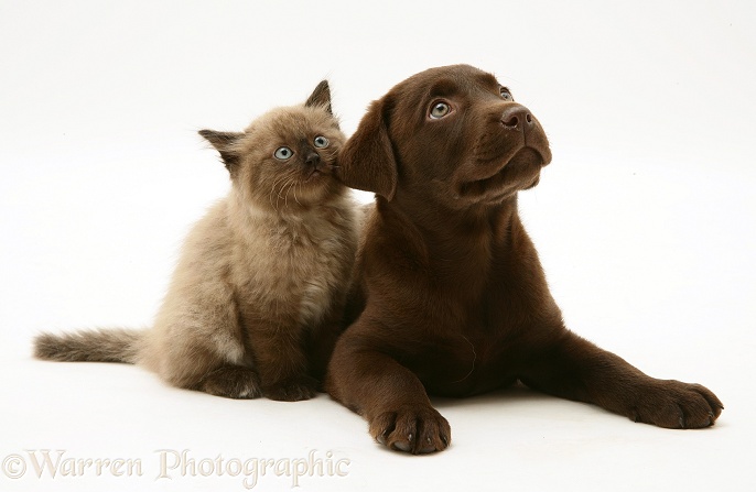 Chocolate Labrador Retriever pup with chocolate Birman-cross kitten, white background