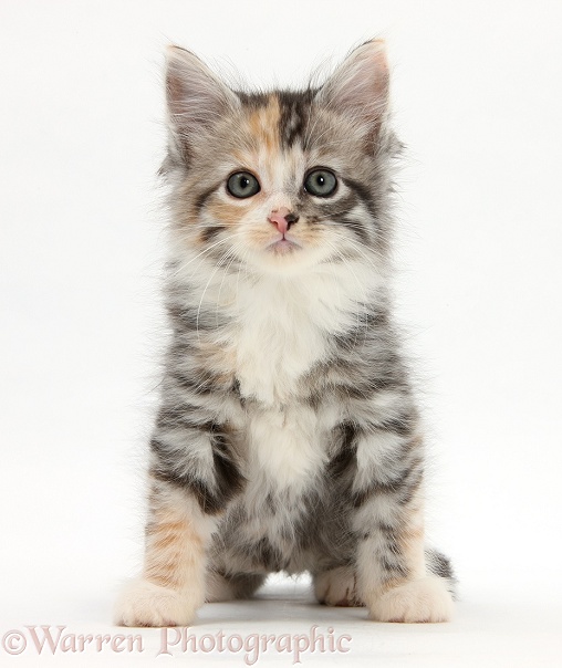 Maine Coon-cross kitten, 7 weeks old, white background
