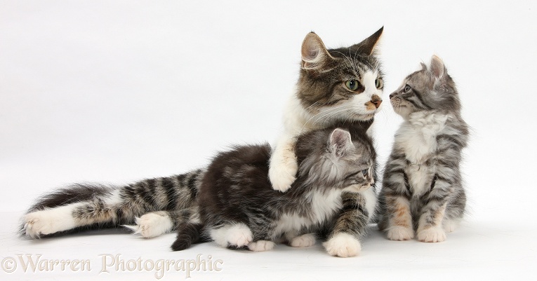 Mother cat and kittens, 7 weeks old, white background