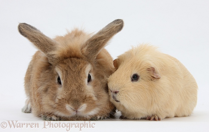 Sandy rabbit and yellow Guinea pig, white background