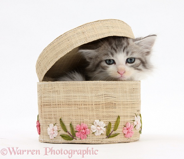 Maine Coon-cross kitten, 7 weeks old, in a basket, white background