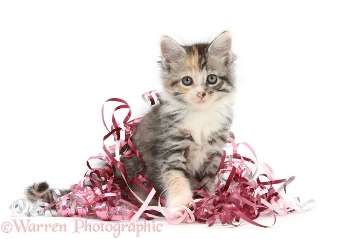 Maine Coon-cross kitten, 7 weeks old, with Christmas ribbons, white background