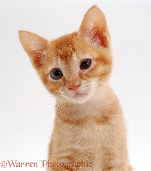 Ginger kitten, 7 weeks old, with Conjunctivitis and Rhinitis, white background