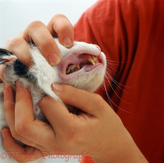 Bad teeth and enflamed gums of elderly cat Ms Goggles, examined by Veterinary nurse Jenny, white background
