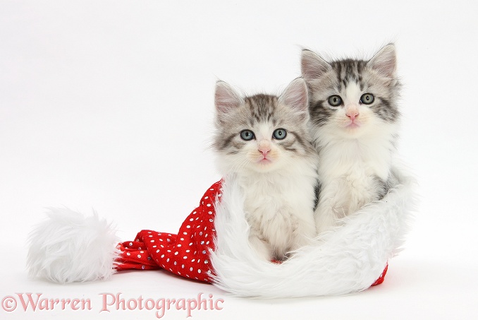 Maine Coon-cross kittens, 7 weeks old, in a Father Christmas hat, white background