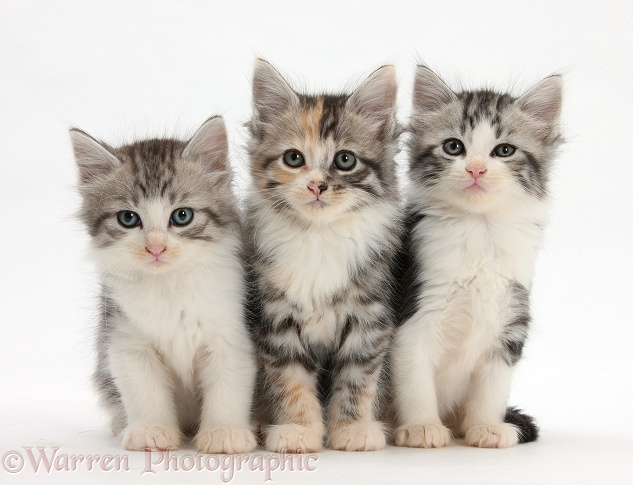 Three Maine Coon-cross kittens, 7 weeks old, white background