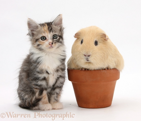 Tabby tortoiseshell Maine Coon-cross kitten, 7 weeks old, and yellow Guinea pig in a flowerpot, white background
