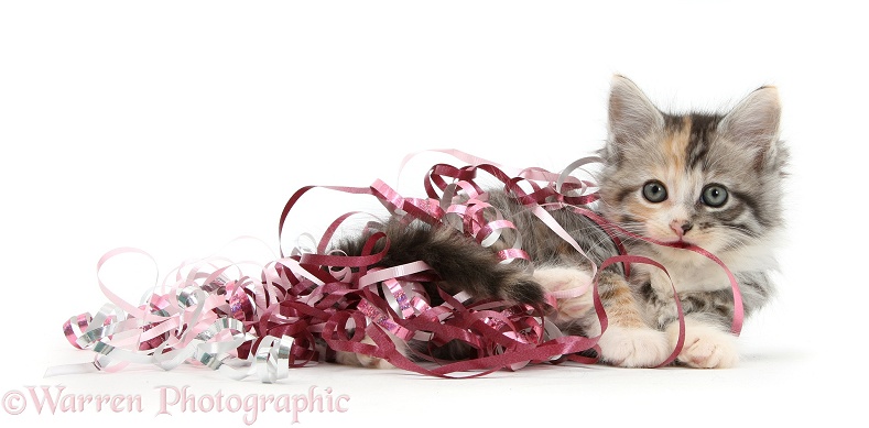 Maine Coon-cross kitten, 7 weeks old, with Christmas ribbons, white background