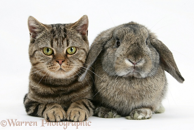 British Shorthair Brown tabby cat, Tiger Lily, with agouti Lop rabbit, white background