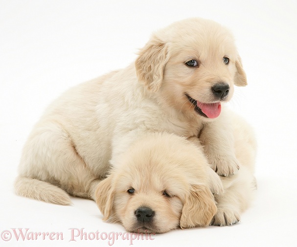 Golden Retriever puppies, white background