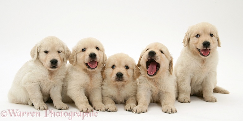 Five Golden Retriever puppies in a row, white background