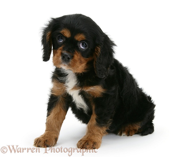 Black-and-tan Cavalier King Charles Spaniel pup, white background