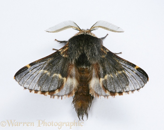 December Moth (Poecilocampa populi) male.  Europe, white background