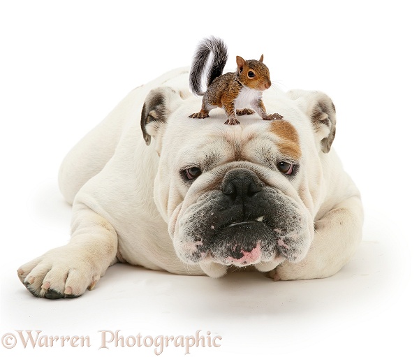 Bulldog and Squirrel, white background