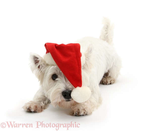 West Highland White Terrier, Betty, wearing a Father Christmas hat, white background