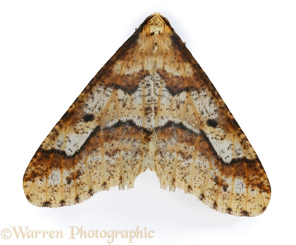 Mottled Umber Moth (Erannis defoliaria) male.  Europe, white background
