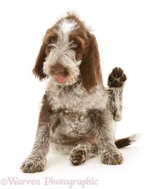 Brown Roan Italian Spinone pup scratching, white background
