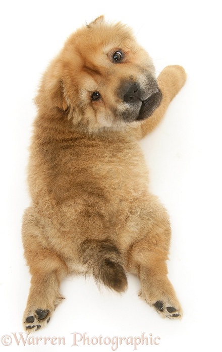 Shar-pei pup lying stretched out, white background