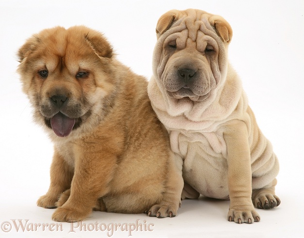 Shar-pei pups, white background