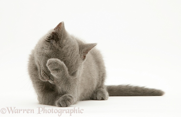 British Shorthair blue kitten, Taz, washing her face, white background