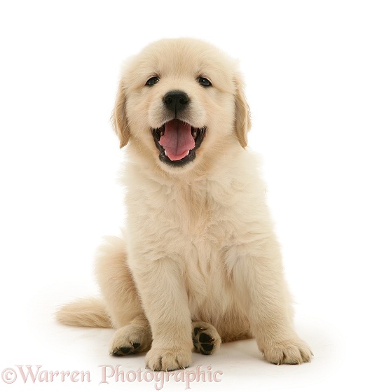 Golden Retriever puppy sitting, white background