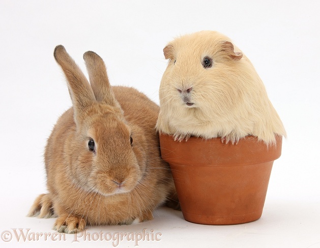 Sandy rabbit and yellow Guinea pig in a flowerpot, white background