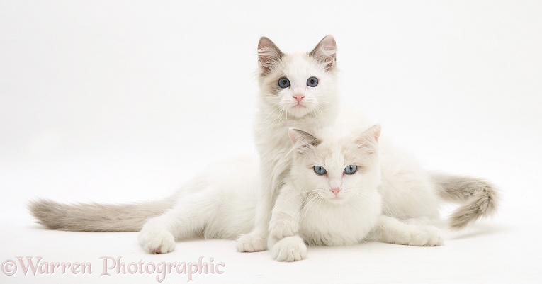 Ragdoll cat and kitten, white background