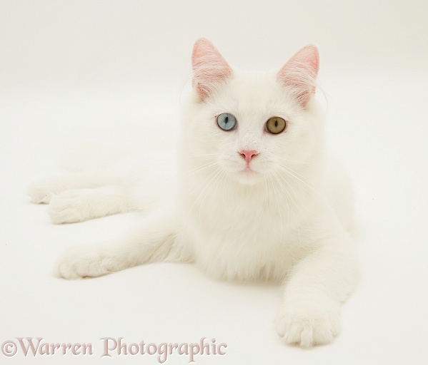 Odd-eyed white cat, white background