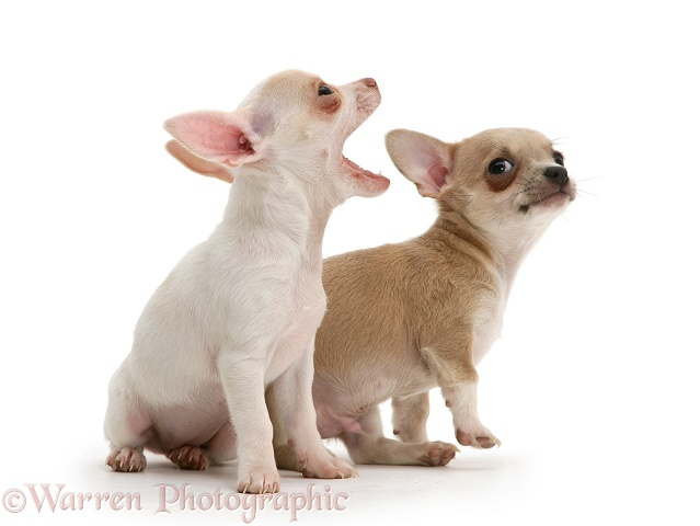 Smooth-haired Chihuahua pups, white background
