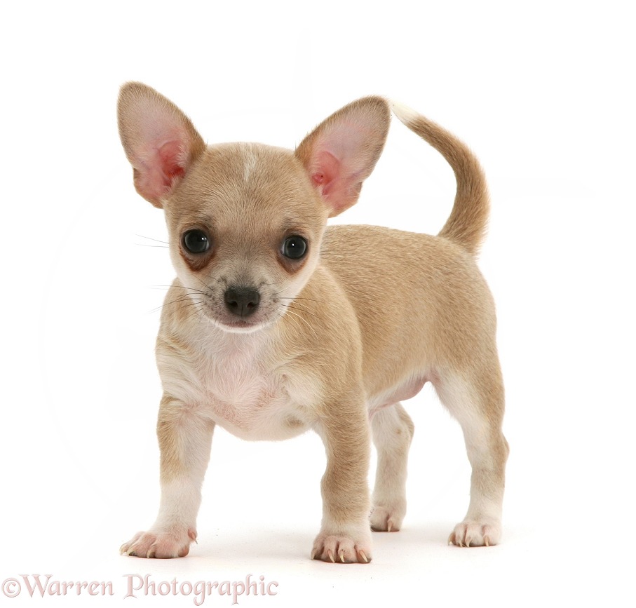 Smooth-haired Chihuahua pup, white background