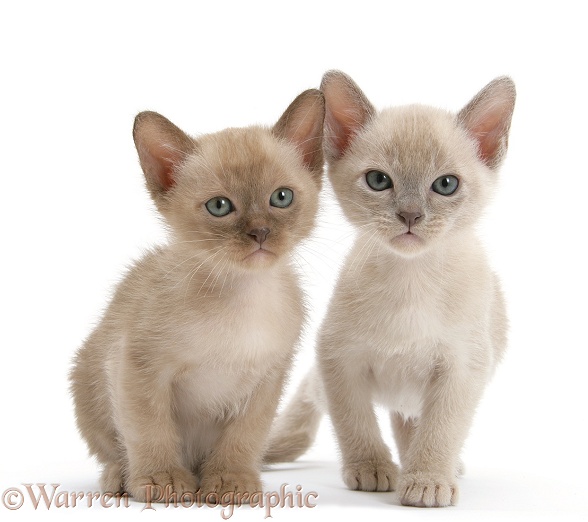 Burmese kittens, 7 weeks old, white background