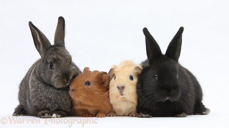 Baby rabbits and baby Guinea pigs, white background