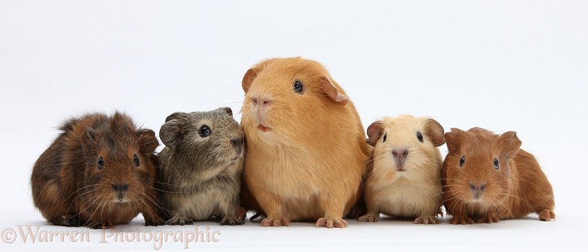Mother Guinea pig and four baby Guinea pigs, white background